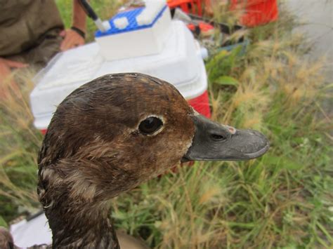 Brampton investigating deaths of waterfowl, testing for bird flu